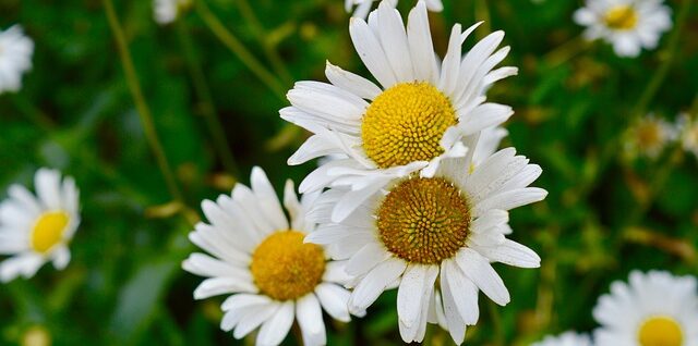 sommarblomma